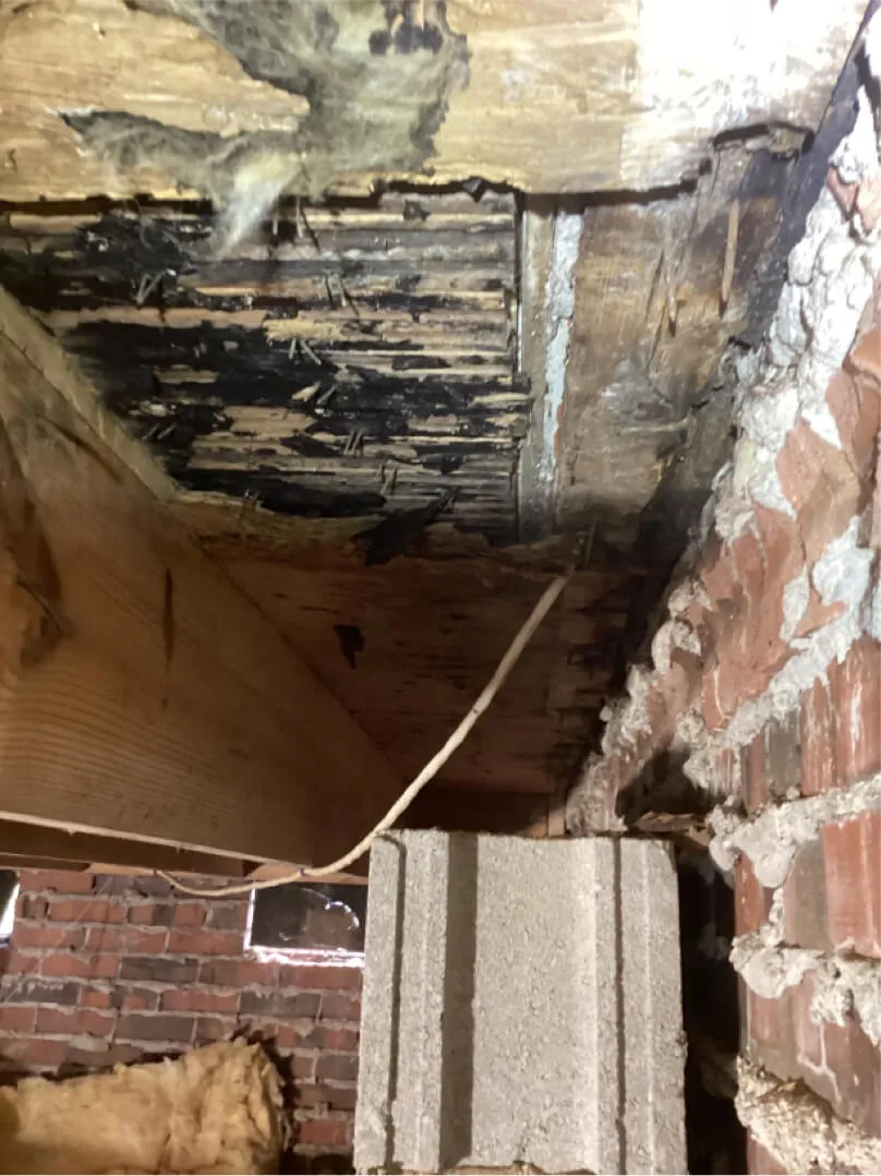 termite and moisture damage 